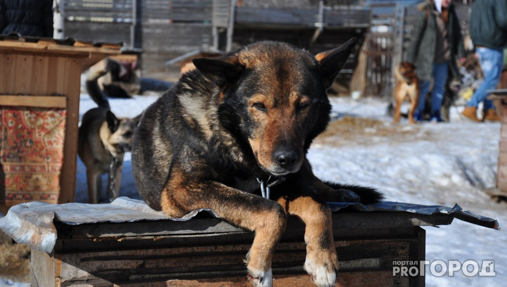 Владимир Уйба рассказал, как можно решить проблему бродячих собак в Ухте