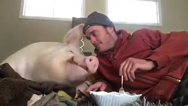 В Коми свиней станет меньше. Власти приступили к их уничтожению