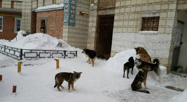 "Накинулась и порвала штанину". После многочисленных обращений горожан на отлов собак выделят два миллиона рублей