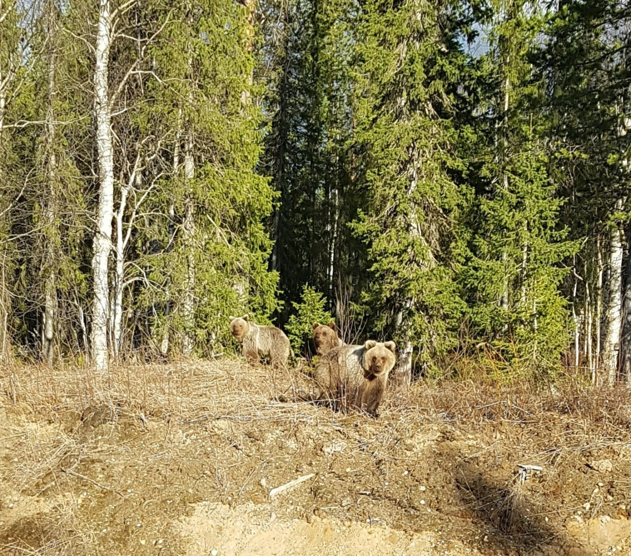 Под Сосногорском между Войвожем и Ираёлем на дорогу вышли три медведя