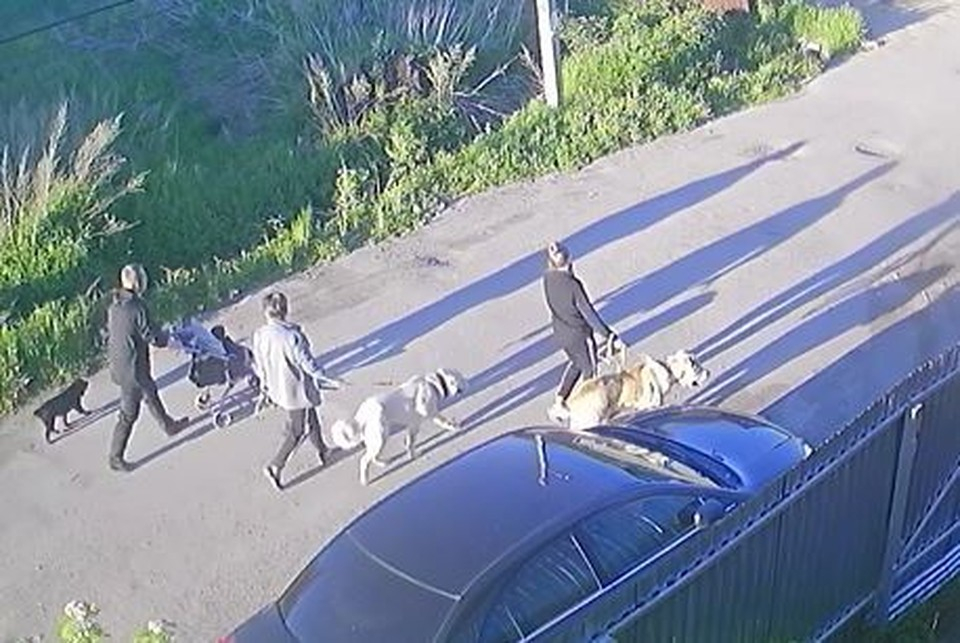 Собачники из Коми натравили двух "бойцовских" собак на дворняжку и наблюдали, как они ее растерзывают