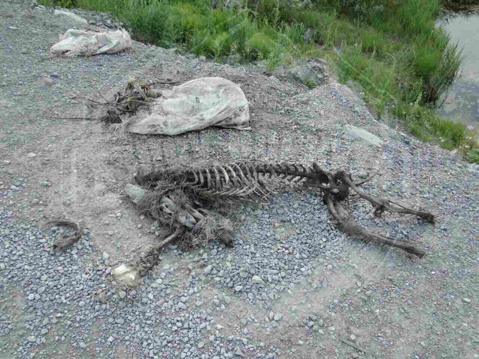 В Коми на дороге валялись скелеты собак(ФОТО)