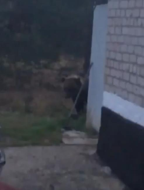 В Печоре голодный медведь бродит вокруг жилого дома