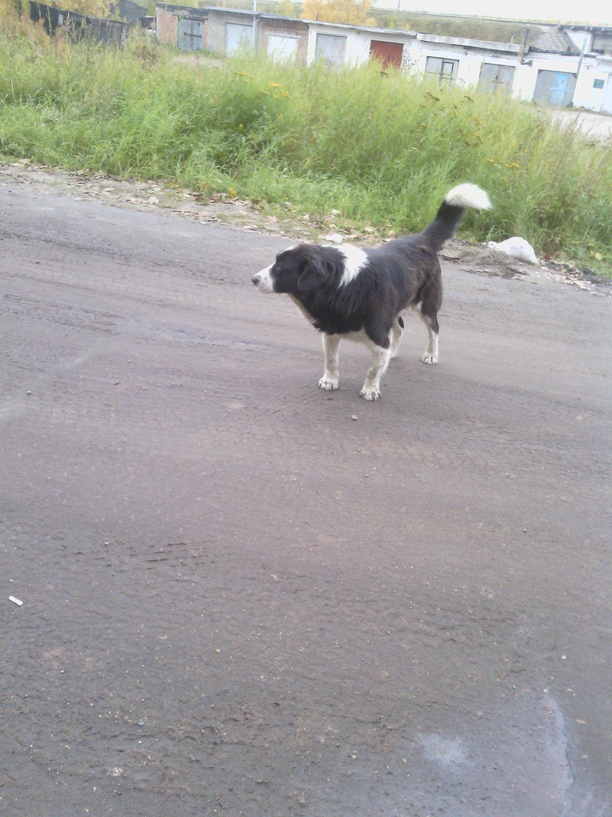Заживо гниющего пса из Сосногорска не удалось показать ветврачу
