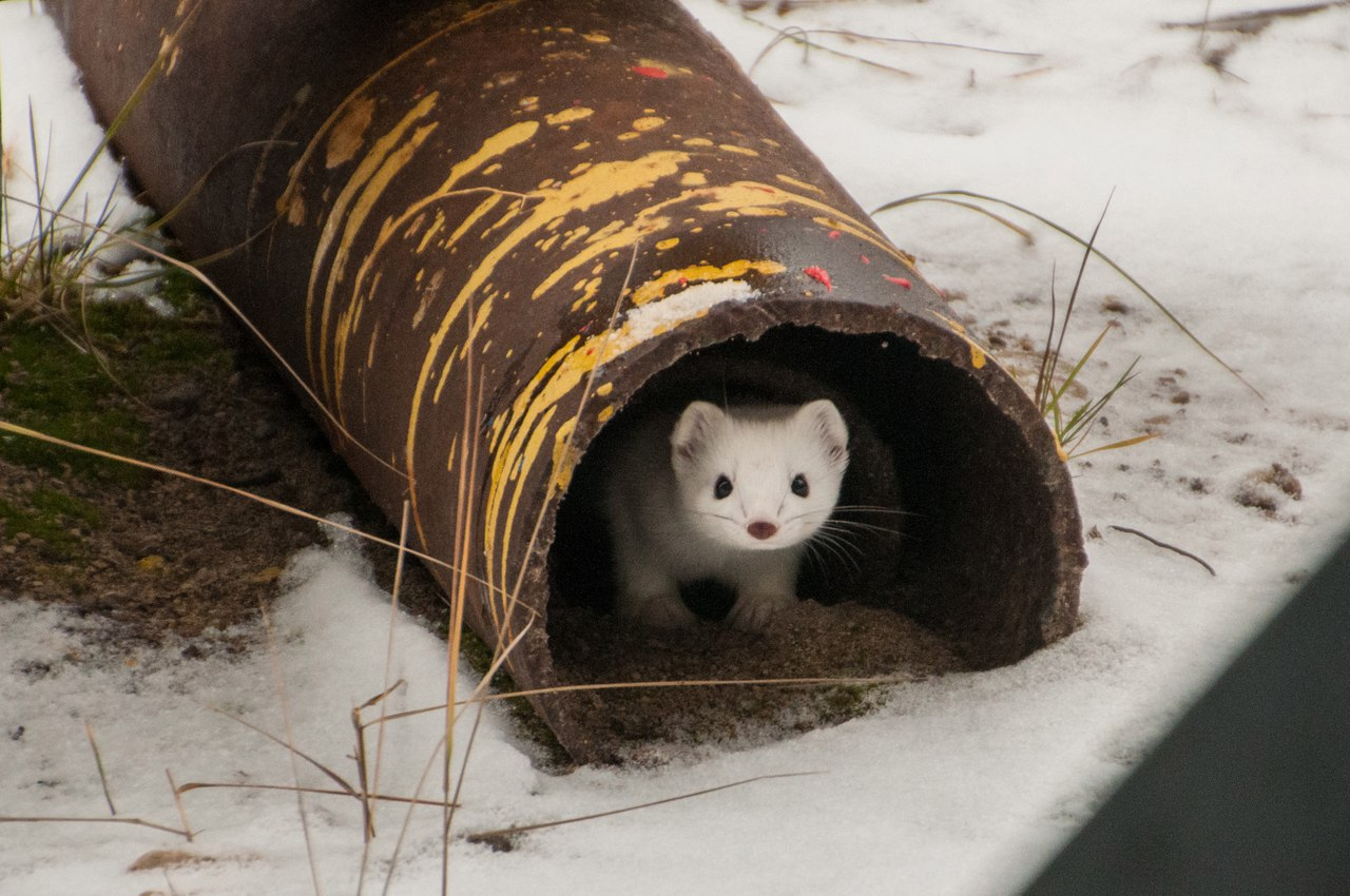 В Коми вахтовик сделал редкие снимки горностая на первом снеге