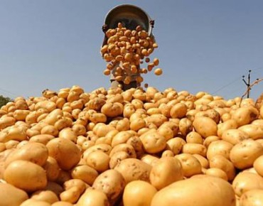 Картофеля в Коми собрали почти в три раза меньше, чем в прошлом году