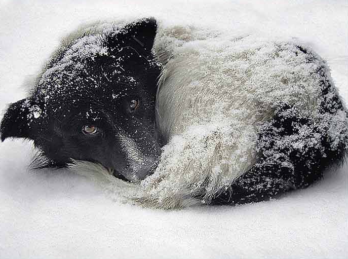 В Коми на отлов 122 собак потратят 700 тысяч рублей