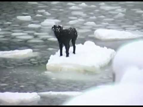 На Печоре двух собак спасали со льдины