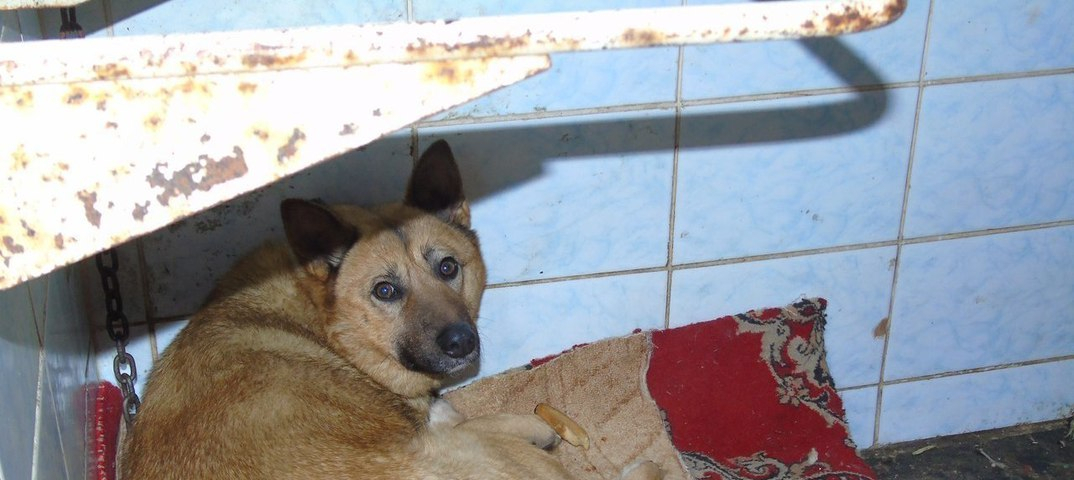 В Коми хотят усыпить 200 приютских собак