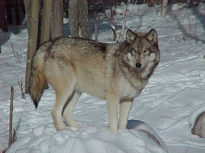В Коми детям запрещено гулять одним из-за волков