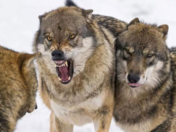 В Веселом Куте пройдет спецоперация по охоте на волков