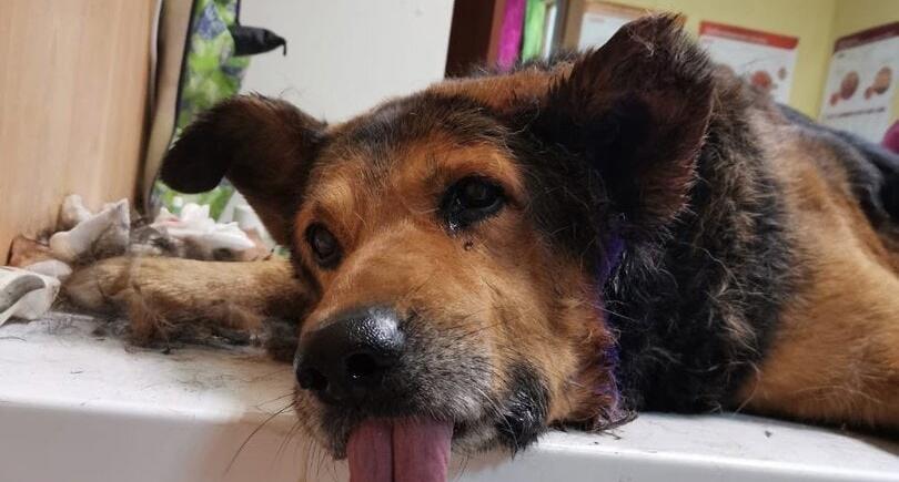 "Настоящий герой": в Ветлосяне бездомный пес спас детей от бойцовых собак