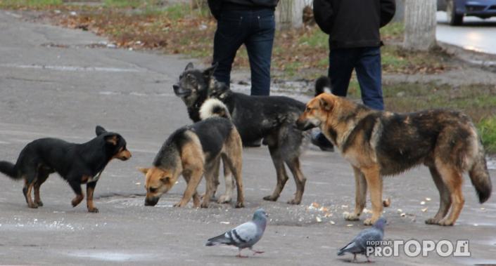 В Сосногорске ищут подрядчика на отлов бездомных собак