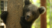 Потерявший маму в Ухте медвежонок, возвращается после реабилитации в Твери обратно в Коми