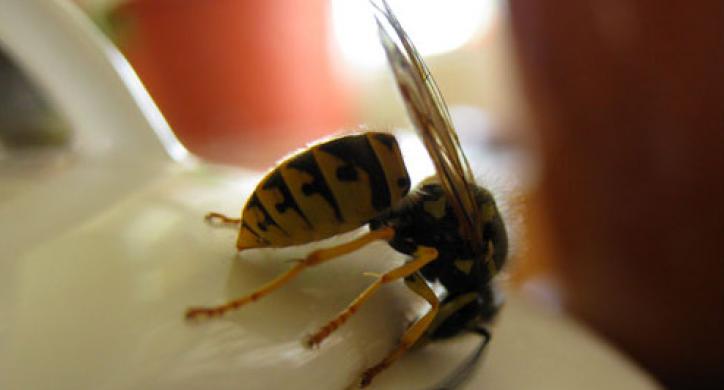 "Родители, будьте внимательней!": детские сады в Ухте атакуют осы