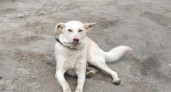 В Коми пес, которому отстрелили полморды, научился лаять в новой семье