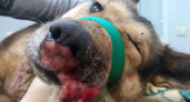 "Новые жертвы": в Коми живодеры снова изуродовали собаку