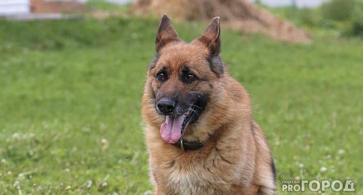 В ухтинском приюте для собак помогли не умереть животным от засухи