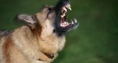 В Ухте нападение собаки на ребёнка лишило городскую администрацию 50 тысяч рублей