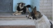 Ухтинскую чиновницу осудили за халатность при организации отлова собак