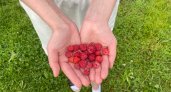 Опасно для здоровья: медик рассказала, какие ягоды нельзя замораживать