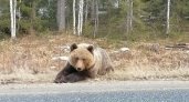 В Ухте решается судьба медведя на трассе