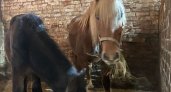 Жителей Ухты поблагодарили за спасение лошадей и пони от печальной участи
