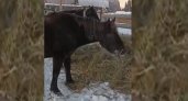 "Ноги подгибаются от холода": в Коми две лошади скитаются без хозяев