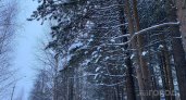 В Сосногорске пенсионеры МВД в мороз спасли потерявшихся мужчин из леса