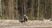 Минприроды взывает к благоразумию жителей Ухты для спасения медведя с трассы