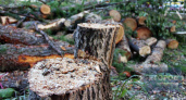 "Компенсируется восстановлением лесов": в Коми стали вырубать меньше леса