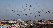 Администрация Ухты заплатит почти миллион рублей для проверки скоплений птиц на мусорном полигоне