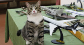 Музейный кот Пас ждет жителей Коми на свой первый юбилей