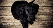Жительница Сосногорска «купила» виртуальную собаку почти за 30 тысяч