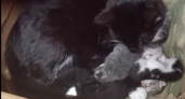В окопах бойцов из Республики Коми родились пять котят