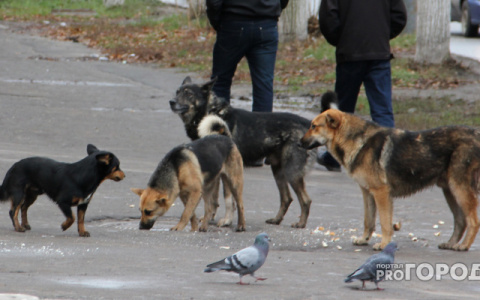 В Сыктывкаре мужчину с 8 собаками выгоняют на улицу