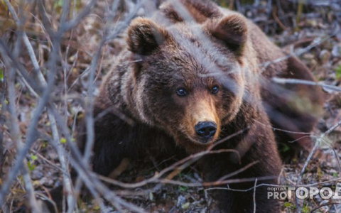 Новости России: В Приамурье обморок спас мужчину от нападения медведя
