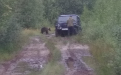 В лесу в Коми за грибником гонялся медведь (фото)