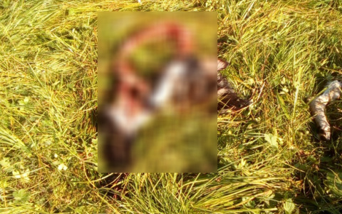 В Коми голодные волки разорвали на куски собаку (фото 16+)