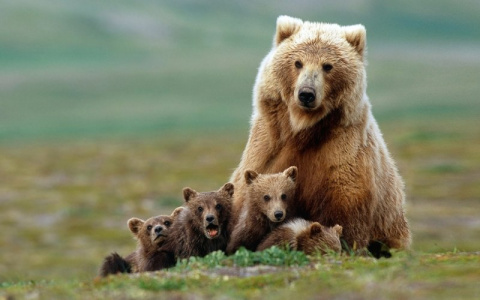 В Сосногорском районе мужчины спасались от агрессивной медведицы
