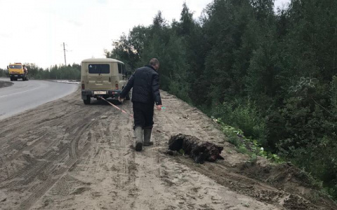 Полиция выяснила, как убили милого медвежонка в Коми