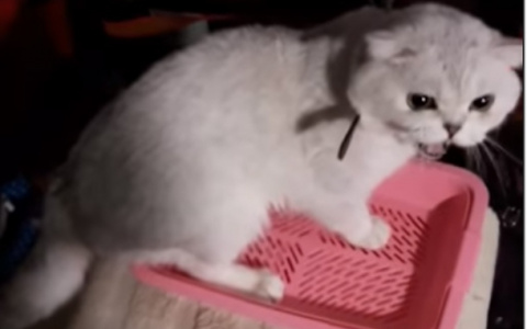 Жители Коми пытаются спасти кота от "блогера-садистки"