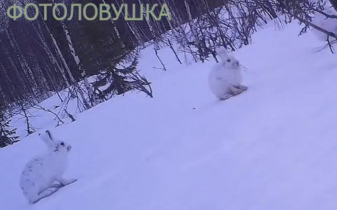 Любопытные волки и обиженный заяц из Коми победили в конкурсе "Фотоловушка-2018"