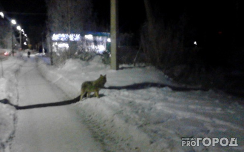 В Княжпогостском районе волки загрызли шесть собак