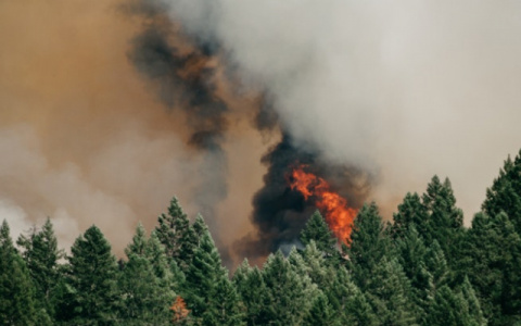 В Коми зарегистрировали первый лесной пожар