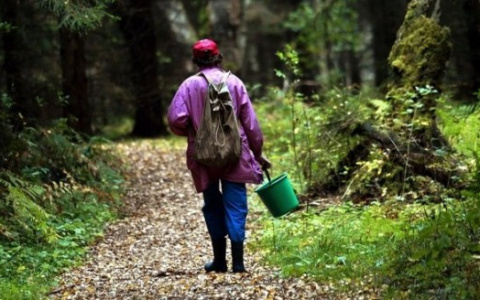 В Коми ищут пропавшую в лесу 61-летнюю пенсионерку