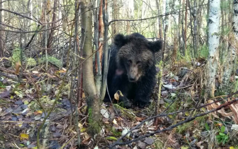 Под Ухтой браконьеры застрелили раненого медвежонка-сиротку
