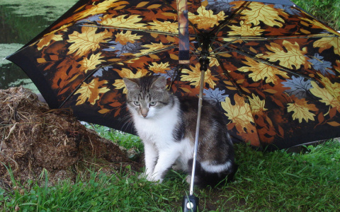 Синоптики рекомендуют ухтинцам брать с собой зонт