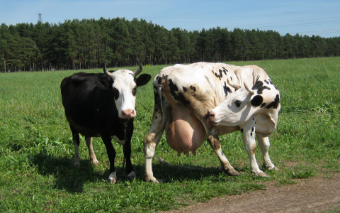 Министр сельского хозяйства Коми: субсидии – коровам, оптимизацию - растениеводам