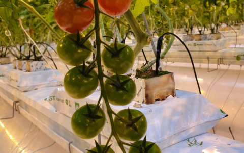Сосногорский тепличный комплекс увеличивает производство овощей